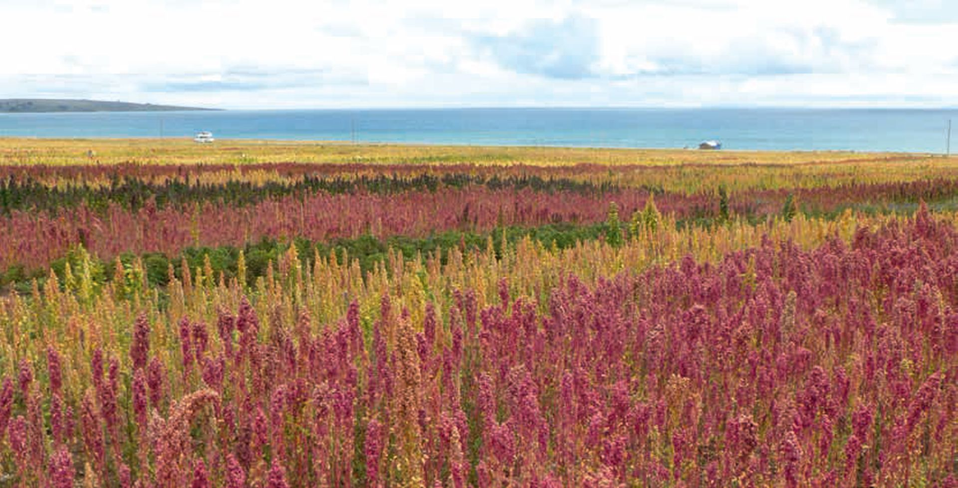 A field of colorful quinoa plants beside a lake.